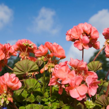 'Thousand-Hand Kwan-yin' Geranium Pink White Flowers 10 PCS Seeds