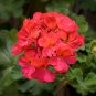 'Thousand-Hand Kwan-yin' Geranium Pink White Flowers 10 PCS Seeds