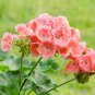 'Thousand-Hand Kwan-yin' Geranium Pink White Flowers 10 PCS Seeds
