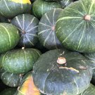 The Standard Buttercup Squash Vegetables Organic 10 PCS Seeds The Standard Buttercup Squash Vegetables Organic 10 PCS Seeds
