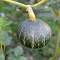 The Standard Buttercup Squash Vegetables Organic 10 PCS Seeds