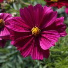 The Rarest Mercury Rising Coreopsis Dark Red Cosmos Flower 20 PCS Seeds The Rarest Mercury Rising Coreopsis Dark Red Cosmos Flower 20 PCS Seeds
