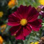The Rarest Mercury Rising Coreopsis Dark Red Cosmos Flower 20 PCS Seeds