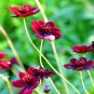 The Rarest Mercury Rising Coreopsis Dark Red Cosmos Flower 20 PCS Seeds
