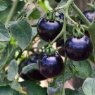 the Most Black Tomato in the world Fruit 100 PCS Seeds