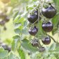 the Most Black Tomato in the world Fruit 100 PCS Seeds