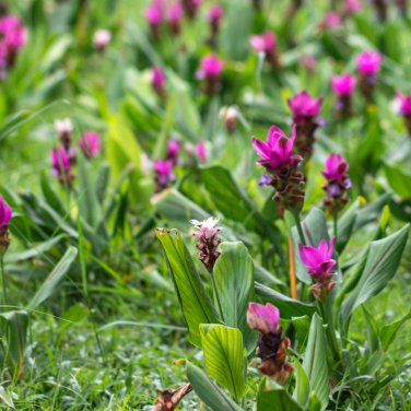 Thailand Curcuma Siam Tulip 10 PCS Seeds