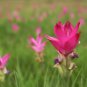 Thailand Curcuma Siam Tulip 10 PCS Seeds