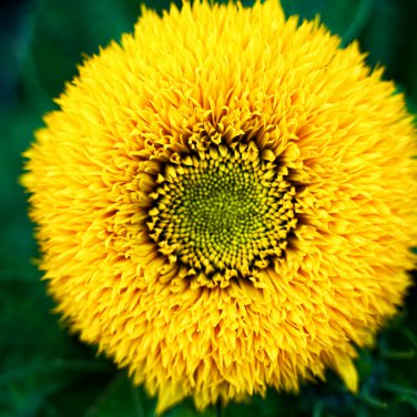 Thail Import Fiery Teddy Bear Sunflower Flower 20 PCS Seeds