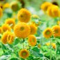 Thail Import Fiery Teddy Bear Sunflower Flower 20 PCS Seeds