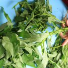 Thai Water Spinach Kangkong Vegetable 30 PCS Seeds