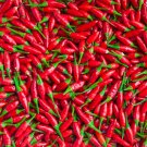 Thai Sun Hot Pepper Capsicum annuum Ornamental Chili 100 PCS Seeds