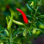 Thai Sun Hot Pepper Capsicum annuum Ornamental Chili 100 PCS Seeds