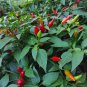 Thai Sun Hot Pepper Capsicum annuum Ornamental Chili 100 PCS Seeds