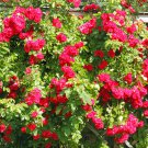 Thailand Climbing Beautyful Rose Bonsai Flowers 100 PCS Seeds