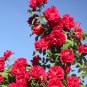 Thailand Climbing Beautyful Rose Bonsai Flowers 100 PCS Seeds