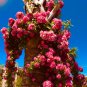 Thailand Climbing Beautyful Rose Bonsai Flowers 100 PCS Seeds
