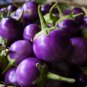Thai Purple Mini Round Eggplant 100 PCS Seeds