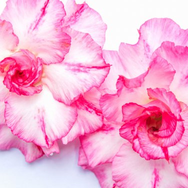 Thai 'embroidery' Adenium Desert Rose 2 PCS Seeds