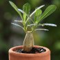 Thai 'embroidery' Adenium Desert Rose 2 PCS Seeds