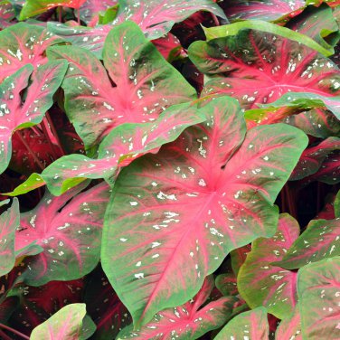 Thailand Caladium 'Tiger' Pink Greenish Ornamental Leaves 50 PCS Seeds
