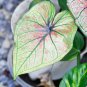 Thailand Caladium 'Tiger' Pink Greenish Ornamental Leaves 50 PCS Seeds