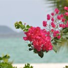 Thailand Bougainvillea 100 PCS Seeds