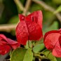 Thailand Bougainvillea 100 PCS Seeds
