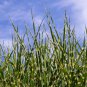 Zebra Grass Miscanthus Sinensis Zebrinus Non-Hybrid 50 PCS Seeds