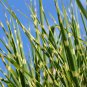 Zebra Grass Miscanthus Sinensis Zebrinus Non-Hybrid 50 PCS Seeds