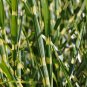 Zebra Grass Miscanthus Sinensis Zebrinus Non-Hybrid 50 PCS Seeds