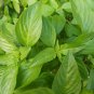 Thai Basil 20 PCS Seeds