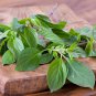 Thai Basil 20 PCS Seeds