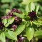 Thai Basil 20 PCS Seeds
