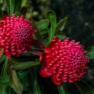 TELOPEA SPECIOSISSIMA New South Wales Waratah Flower 2 PCS Seeds