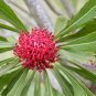 TELOPEA SPECIOSISSIMA New South Wales Waratah Flower 2 PCS Seeds