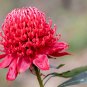 TELOPEA SPECIOSISSIMA New South Wales Waratah Flower 2 PCS Seeds