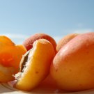 Taste Sour Sweet Yellow Round Apricot 20 PCS Seeds