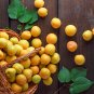Taste Sour Sweet Yellow Round Apricot 20 PCS Seeds