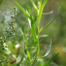Tarragon Artemisia dracunculus 10 PCS Seeds Tarragon Artemisia dracunculus 10 PCS Seeds
