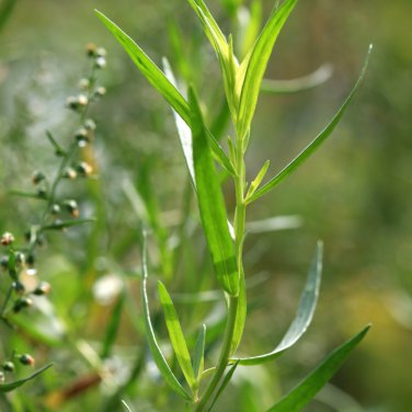 Tarragon Artemisia dracunculus 10 PCS Seeds