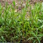 Tarragon Artemisia dracunculus 10 PCS Seeds