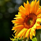 Tarahumara Sunflower 15 PCS Seeds Tarahumara Sunflower 15 PCS Seeds
