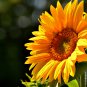 Tarahumara Sunflower 15 PCS Seeds
