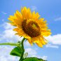 Tarahumara Sunflower 15 PCS Seeds