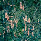 Tamarind Sweet Indian Date Makam Dwarf (Dwarf Tamarindus indica) 500 PCS Seeds