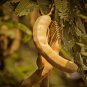 Tamarind Sweet Indian Date Makam Dwarf (Dwarf Tamarindus indica) 500 PCS Seeds