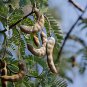 Tamarind Sweet Indian Date Makam Dwarf (Dwarf Tamarindus indica) 500 PCS Seeds