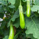 Taiwan Green Long Eggplant 10 PCS Seeds Taiwan Green Long Eggplant 10 PCS Seeds