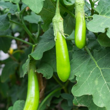 Taiwan Green Long Eggplant 10 PCS Seeds